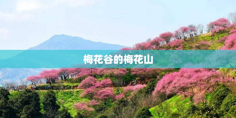 梅花谷的梅花山