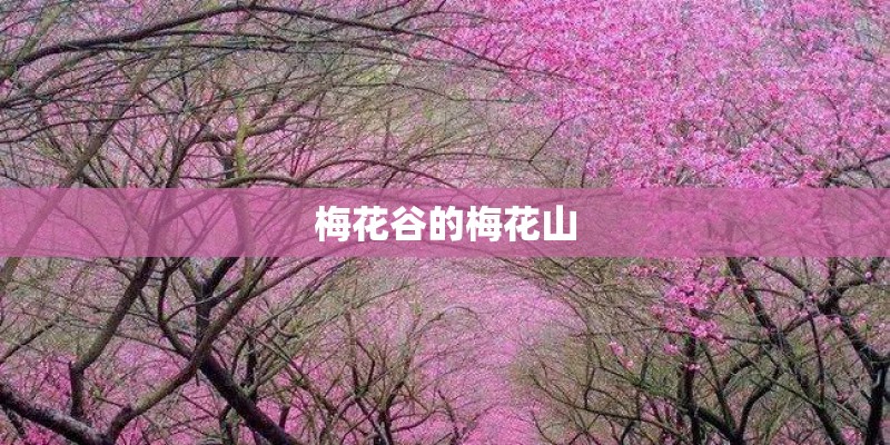 梅花谷的梅花山