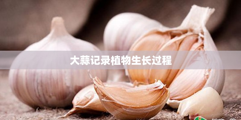 大蒜记录植物生长过程