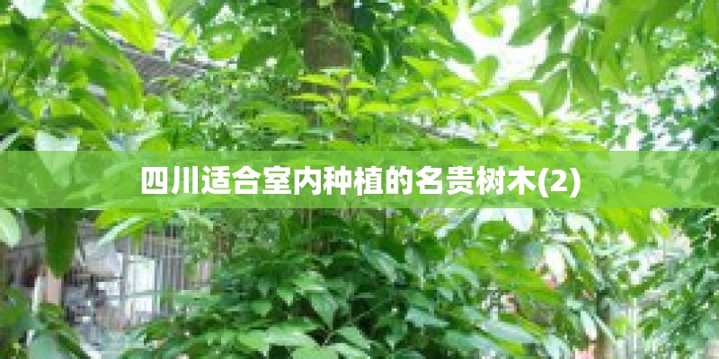 四川适合室内种植的名贵树木(2)