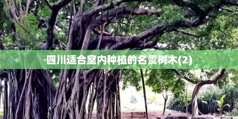 四川适合室内种植的名贵树木(2)