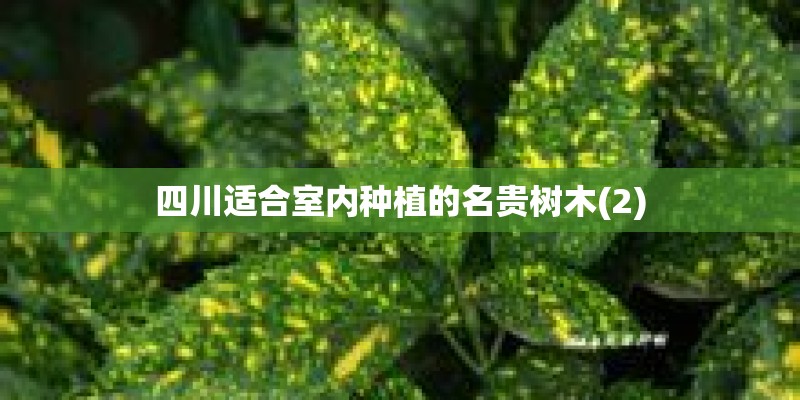 四川适合室内种植的名贵树木(2)