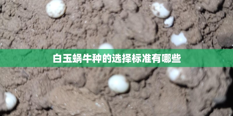 白玉蜗牛种的选择标准有哪些
