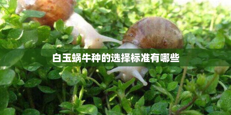 白玉蜗牛种的选择标准有哪些