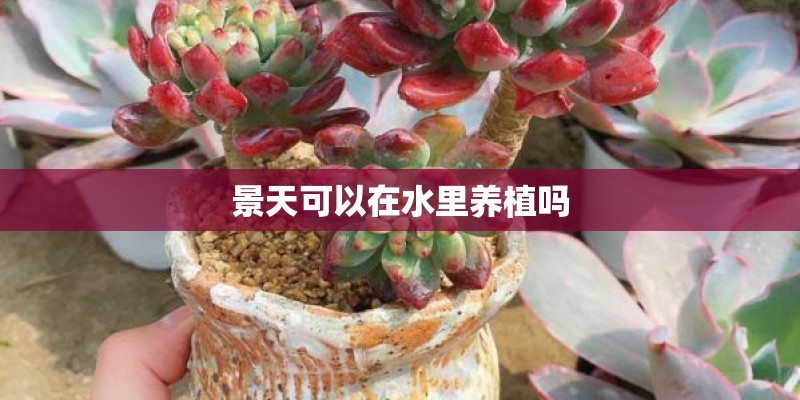 景天可以在水里养植吗