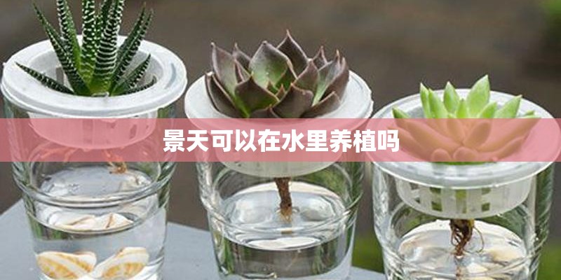 景天可以在水里养植吗