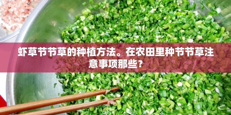 虾草节节草的种植方法。在农田里种节节草注意事项那些？