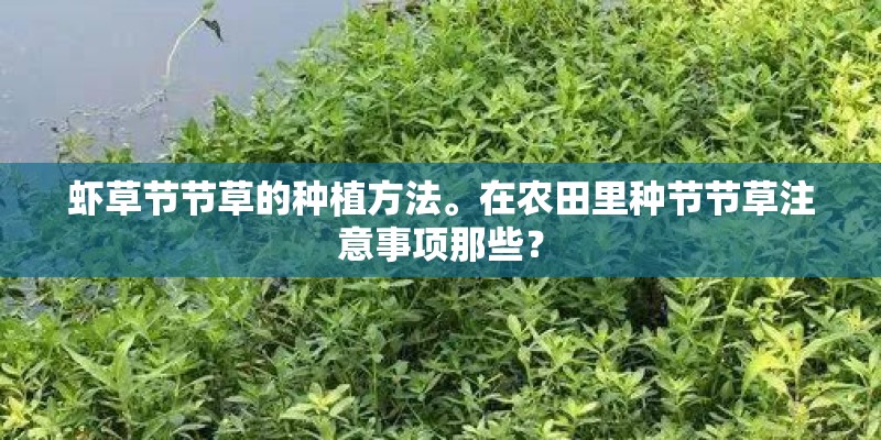 虾草节节草的种植方法。在农田里种节节草注意事项那些？