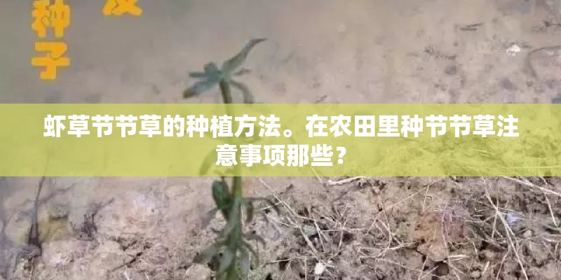 虾草节节草的种植方法。在农田里种节节草注意事项那些？