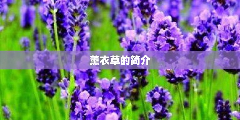 薰衣草的简介