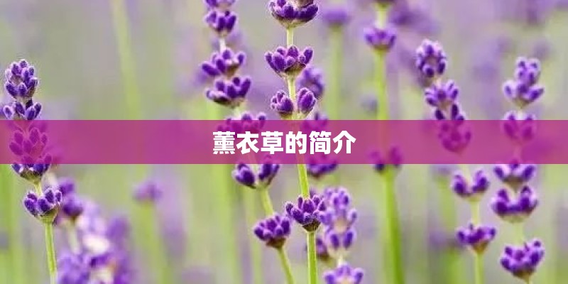 薰衣草的简介
