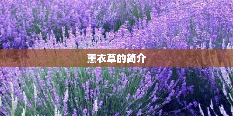 薰衣草的简介