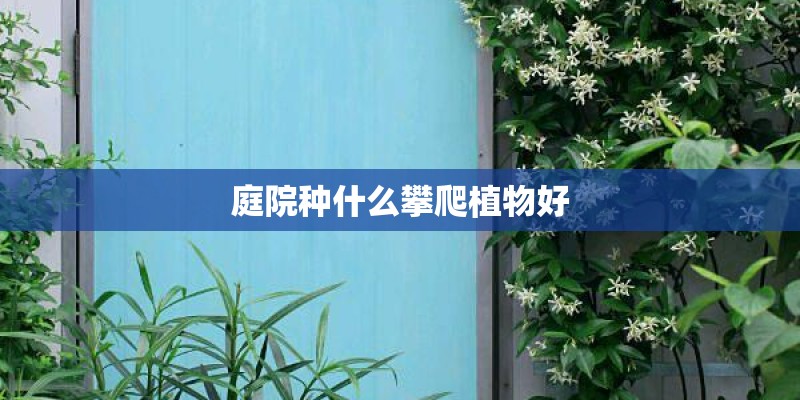 庭院种什么攀爬植物好
