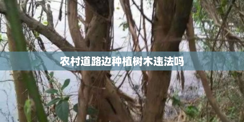 农村道路边种植树木违法吗