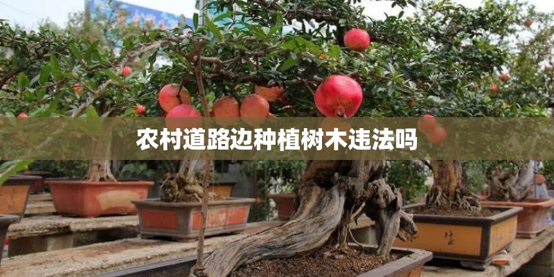 农村道路边种植树木违法吗