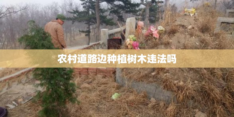 农村道路边种植树木违法吗