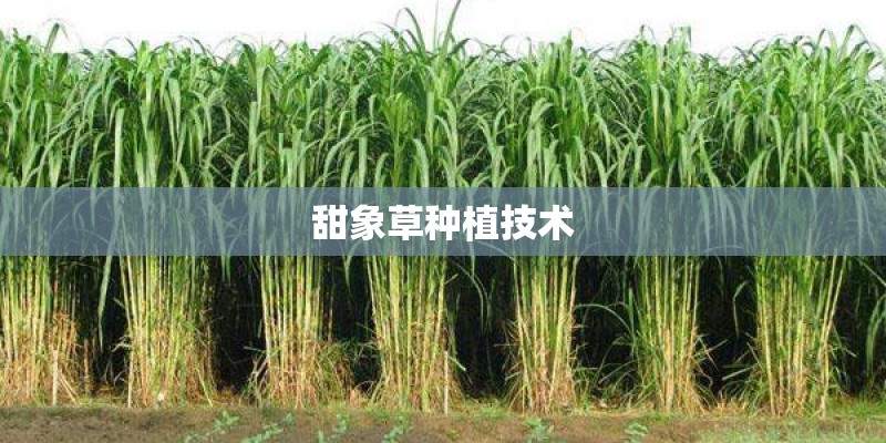 甜象草种植技术