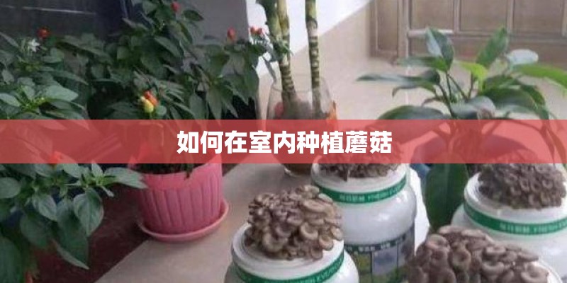 如何在室内种植蘑菇