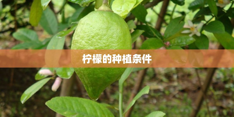 柠檬的种植条件