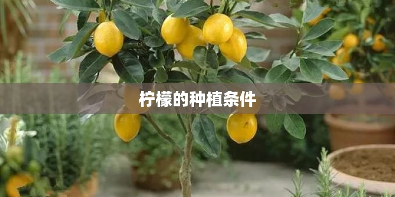 柠檬的种植条件