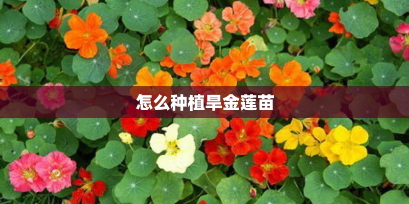 怎么种植旱金莲苗