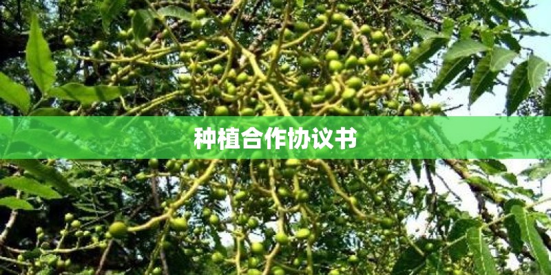 种植合作协议书