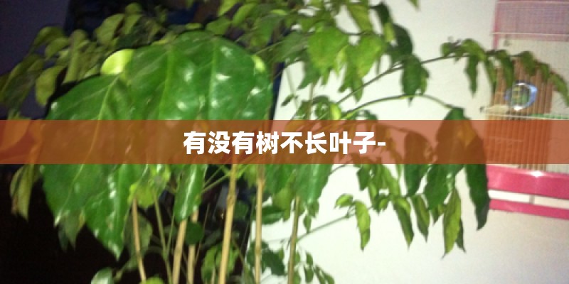 有没有树不长叶子-
