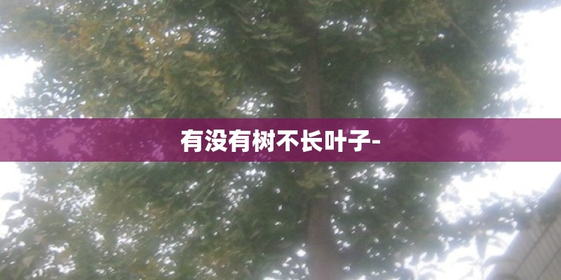 有没有树不长叶子-