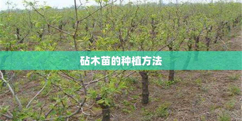 砧木苗的种植方法