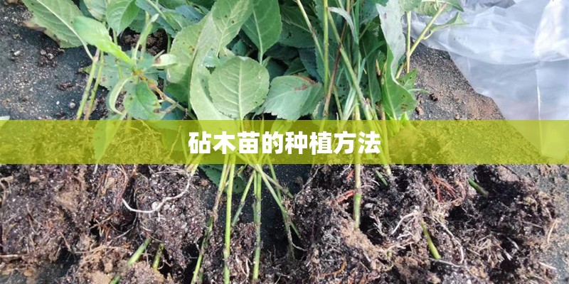 砧木苗的种植方法