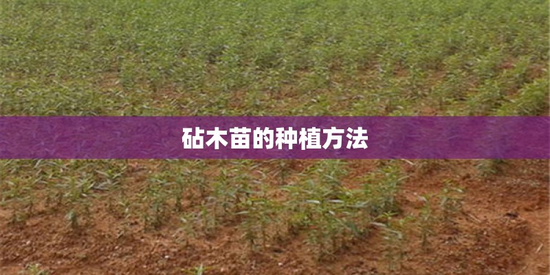 砧木苗的种植方法