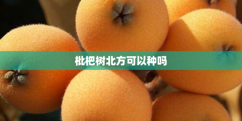 枇杷树北方可以种吗