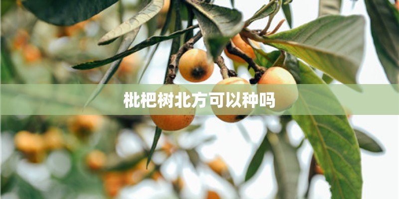 枇杷树北方可以种吗
