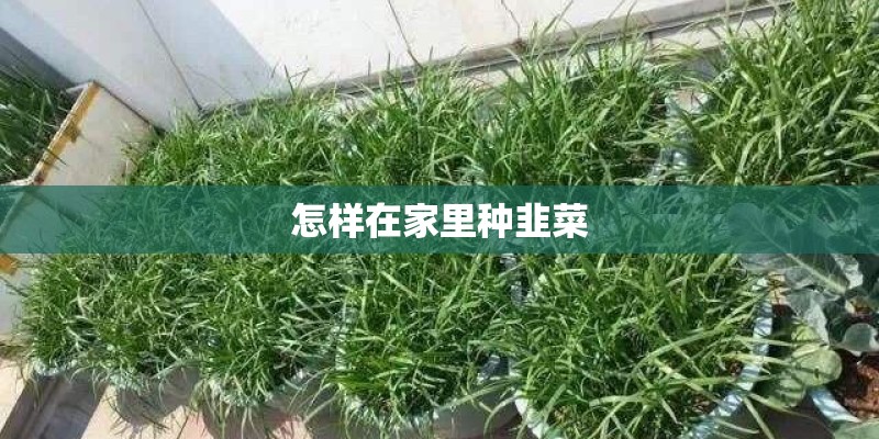 怎样在家里种韭菜