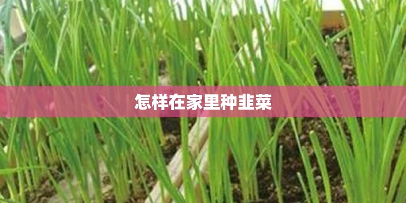 怎样在家里种韭菜