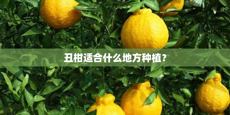 丑柑适合什么地方种植？