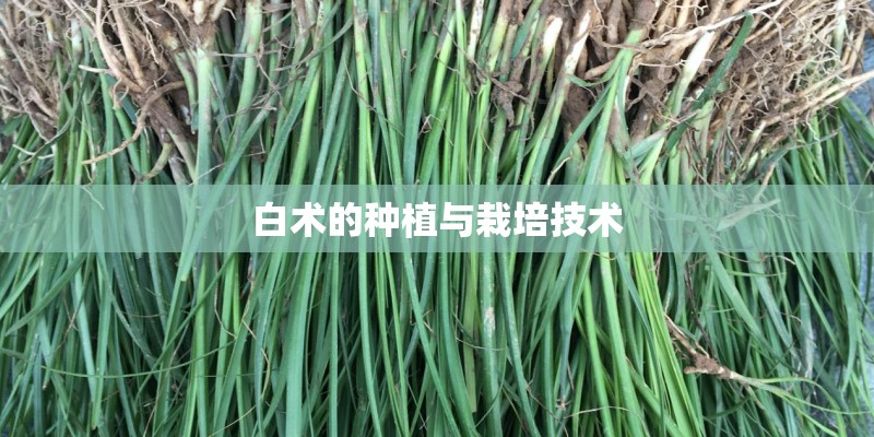 白术的种植与栽培技术