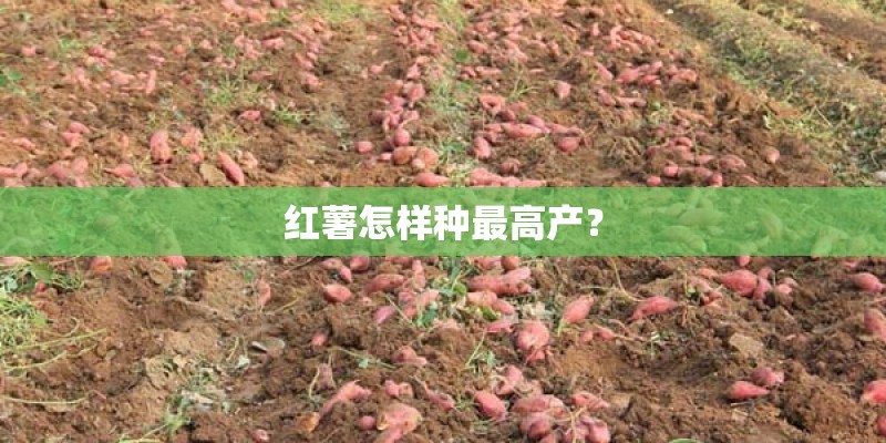 红薯怎样种最高产？