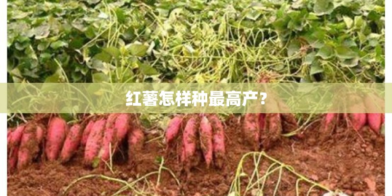 红薯怎样种最高产？