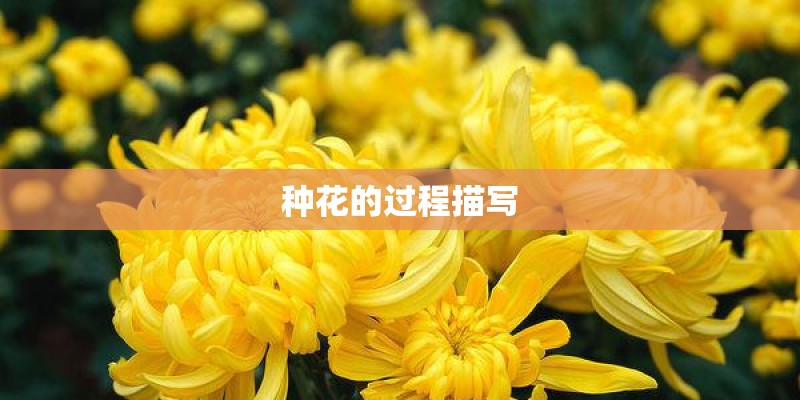 种花的过程描写