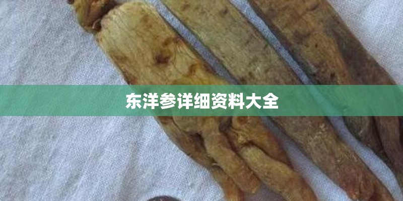 东洋参详细资料大全