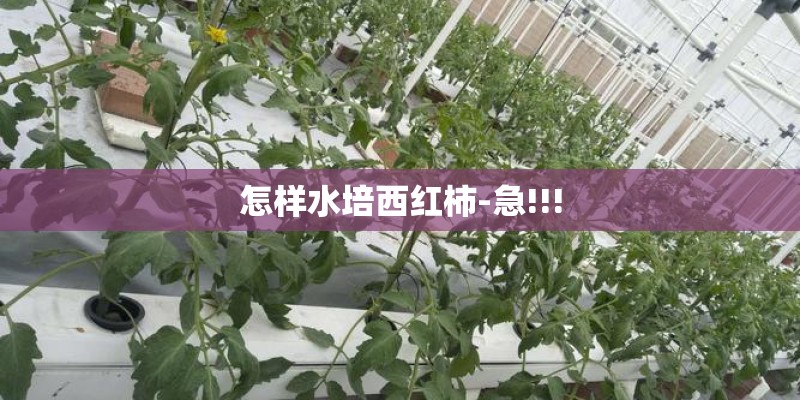 怎样水培西红柿-急!!!