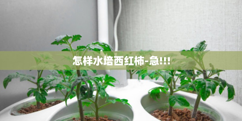 怎样水培西红柿-急!!!