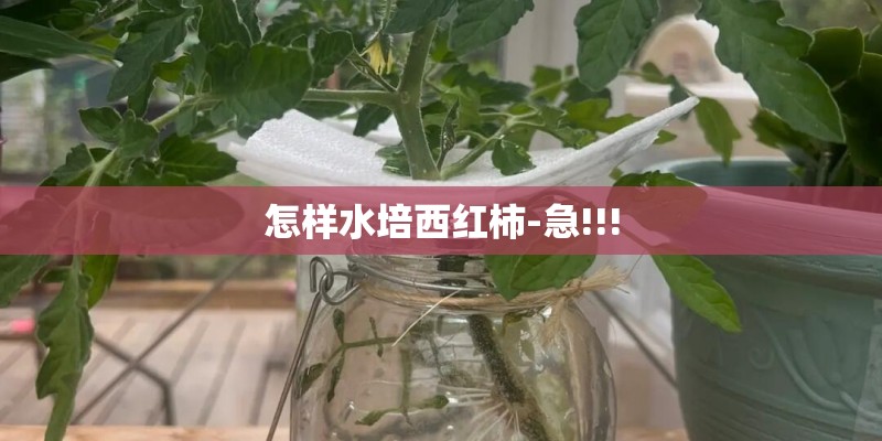 怎样水培西红柿-急!!!