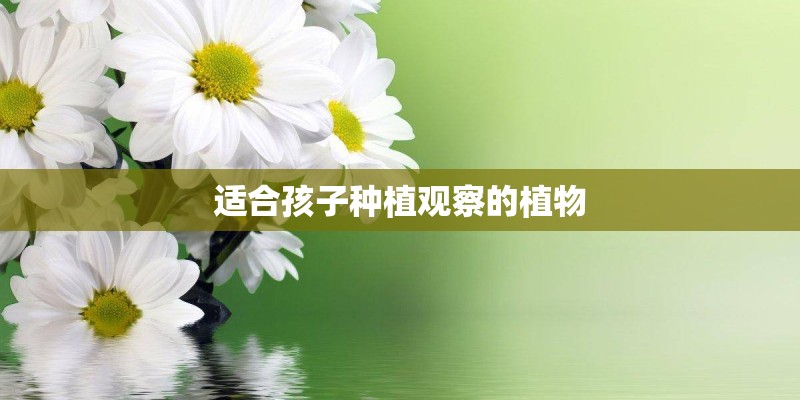 适合孩子种植观察的植物
