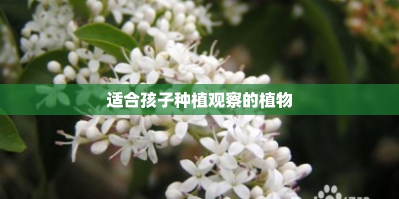 适合孩子种植观察的植物