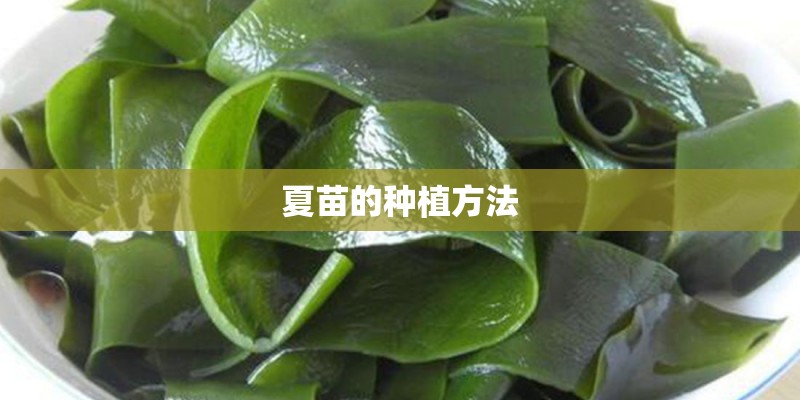 夏苗的种植方法
