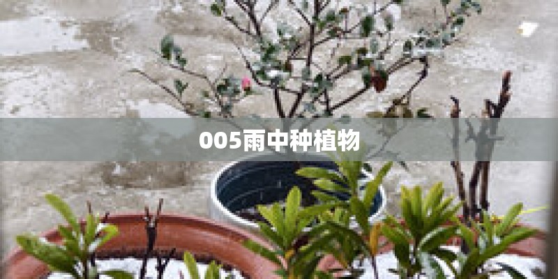 005雨中种植物
