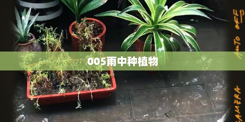 005雨中种植物