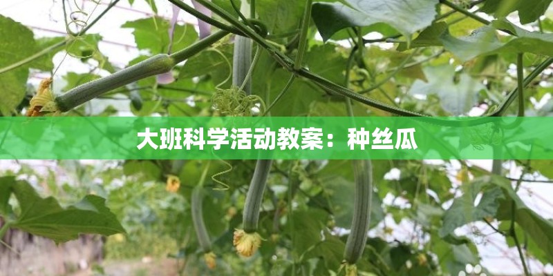 大班科学活动教案：种丝瓜